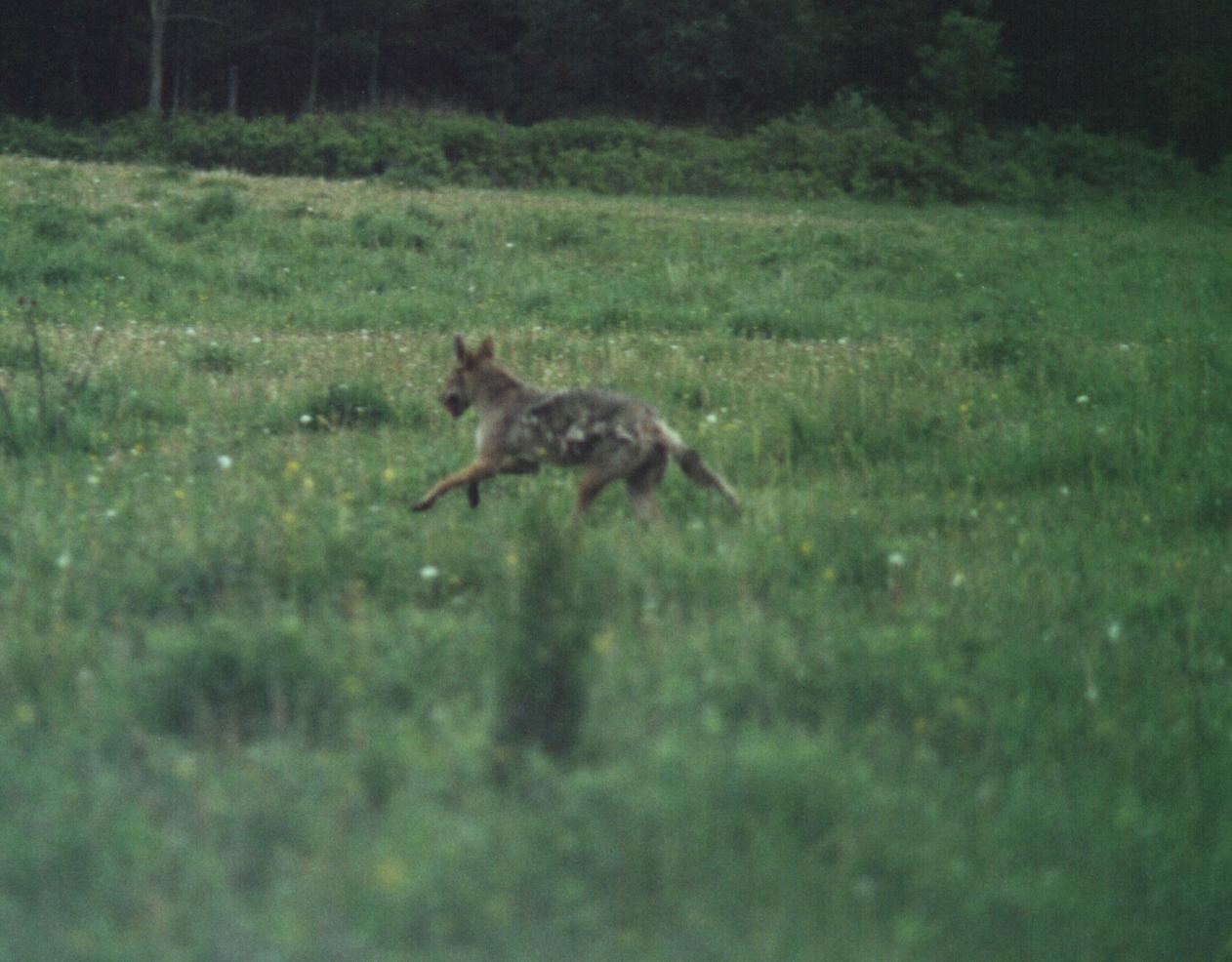 coyote.jpg
