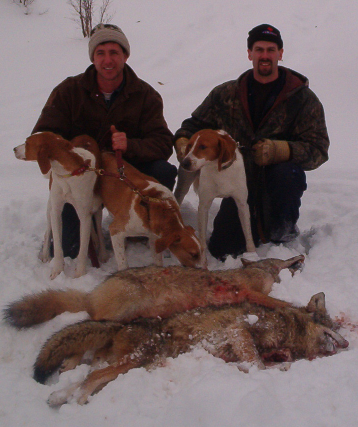 coyotes.jpg